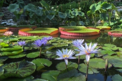 La pépinière aquatique