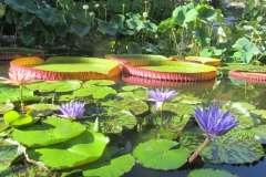 La pépinière aquatique