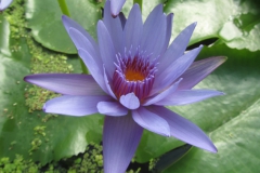 blue capensis