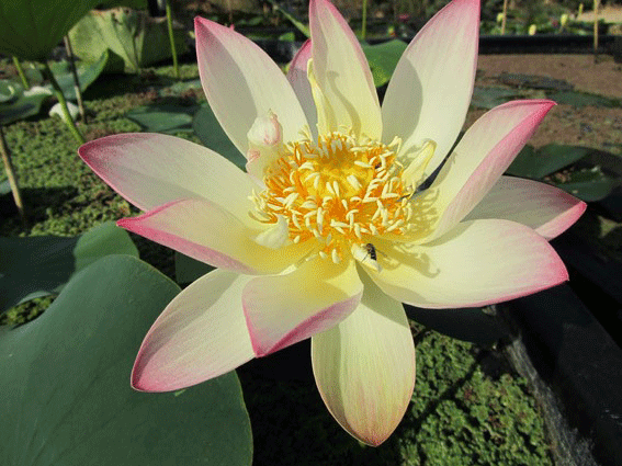 Lotus pink-and-yellow