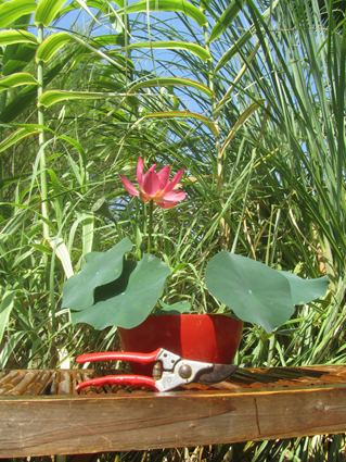 Bowl lotus Sparks Bowl lotus Sparks