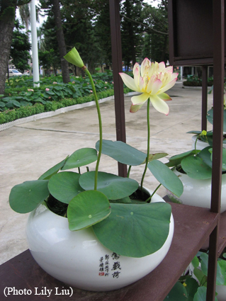 Bowl lotus Bowl lotus
