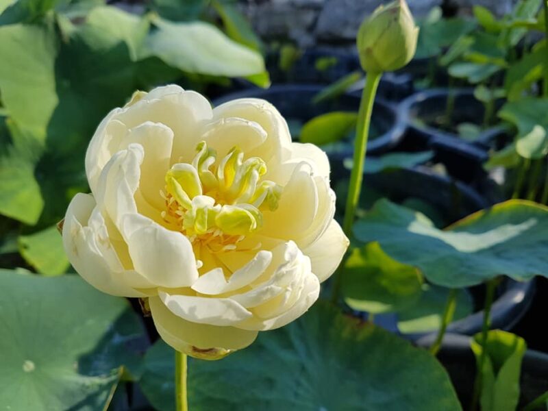 Nelumbo 'Gold and Resplendence' – Image 5