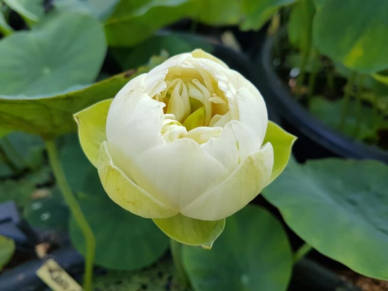 Nelumbo 'Gold and Resplendence' – Image 4