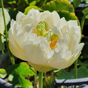 Nelumbo 'Gold and Resplendence'