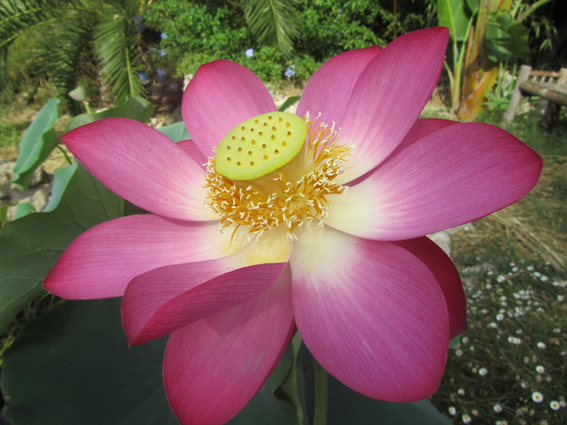 Lotus