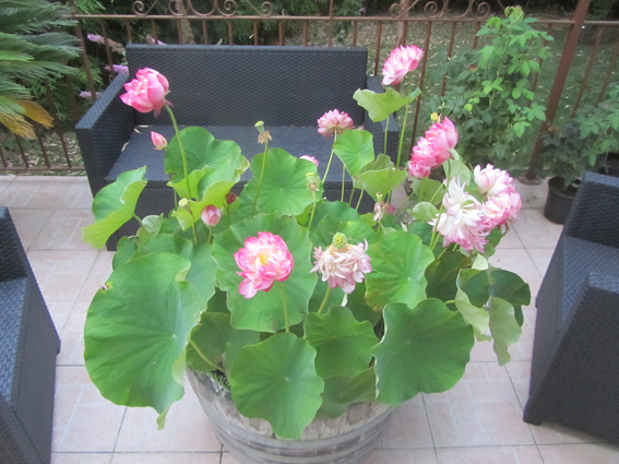Culture Du Lotus Le Jardin Nelumbocom