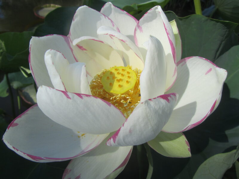 Nelumbo 'Empress' – Image 5
