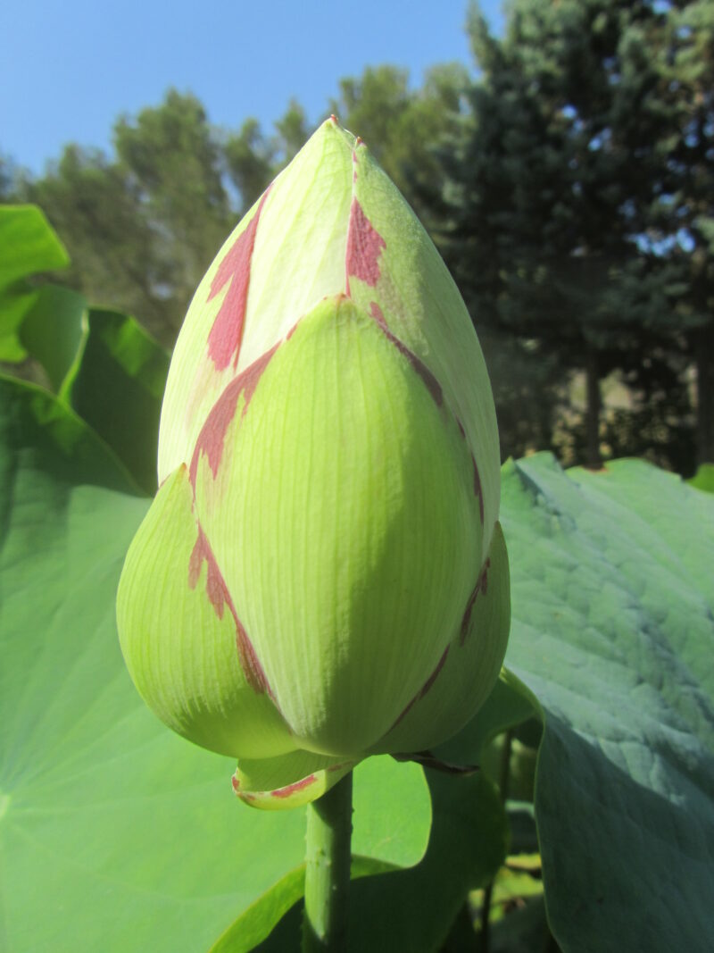 Nelumbo 'Empress' – Image 3