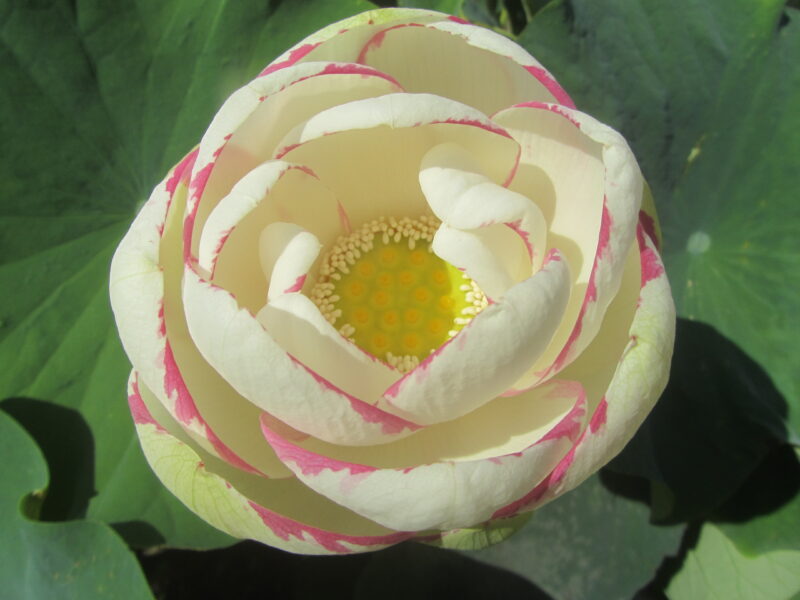 Nelumbo 'Empress' – Image 4