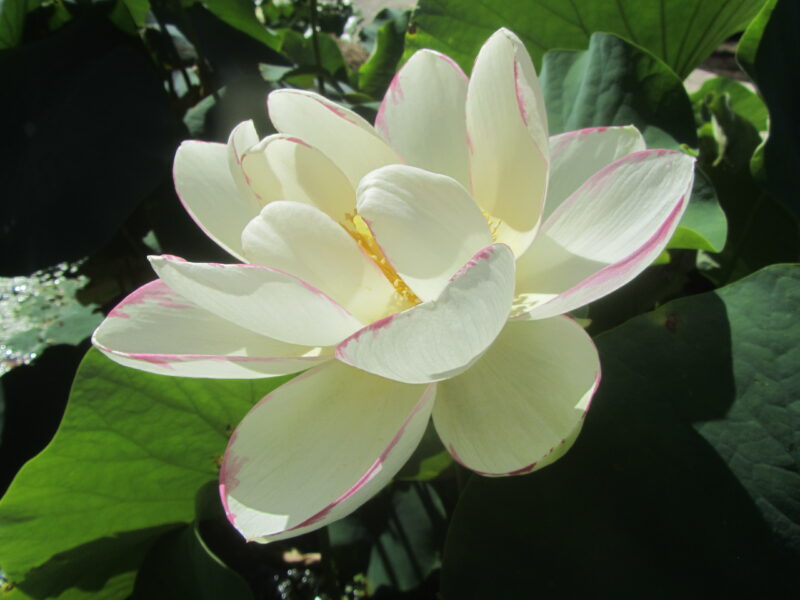 Nelumbo 'Empress' – Image 6
