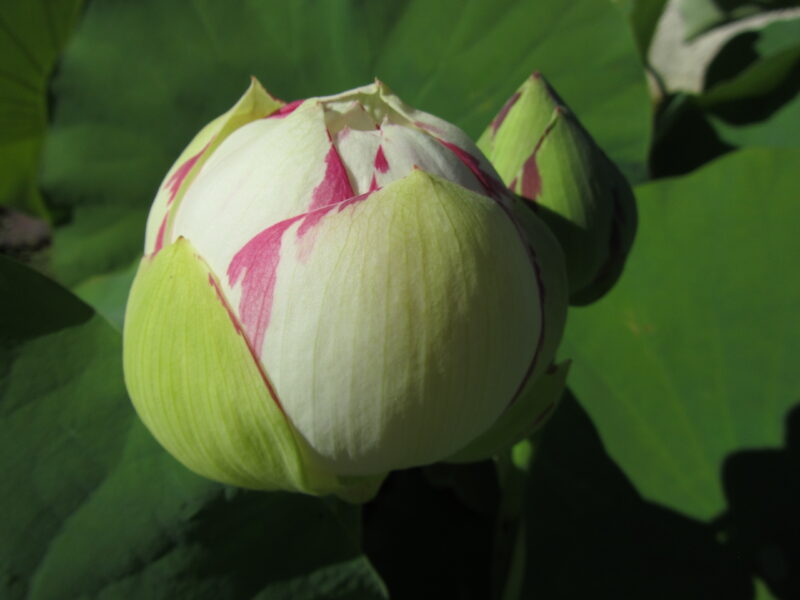 Nelumbo 'Empress' – Image 2