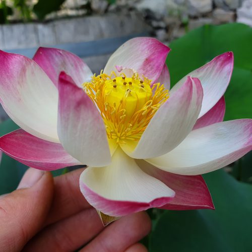 Nelumbo 'Somaihi'