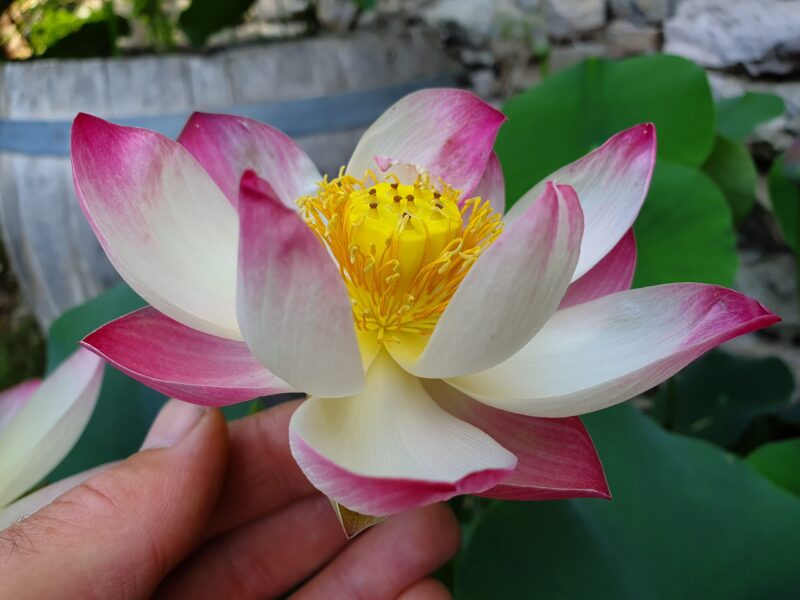 Nelumbo 'Somaihi'