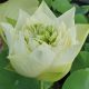 White Pear Flower