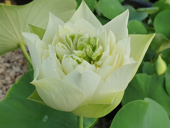 White Pear Flower