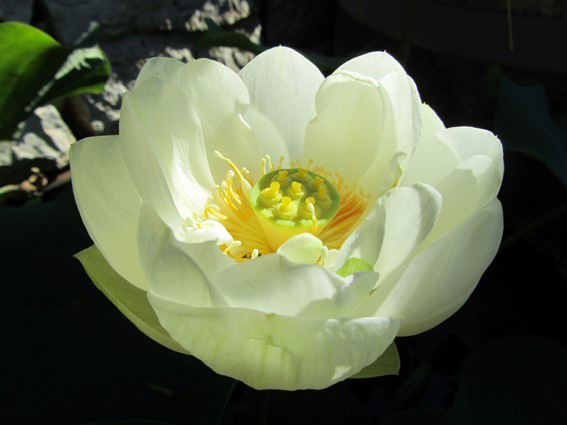 Lotus Moyen vente rhizome mars/avril