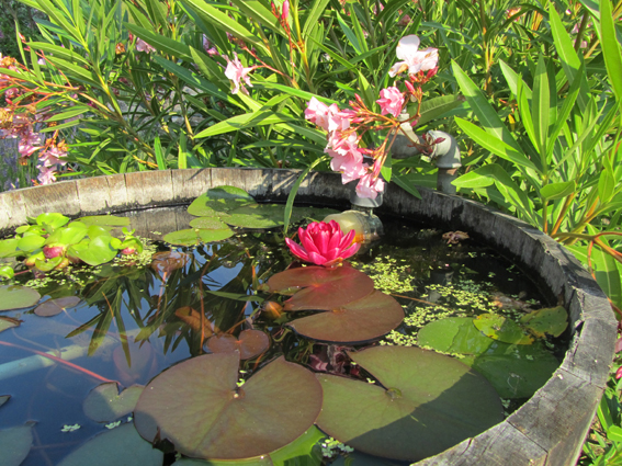 le jardin 1 le jardin 1