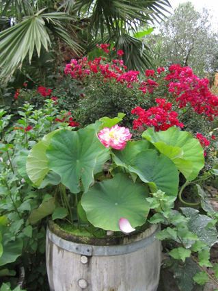 Culture Du Lotus Le Jardin Nelumbocom