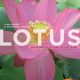 Livre Lotus