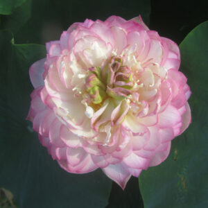 Pale Red Thousands Petals