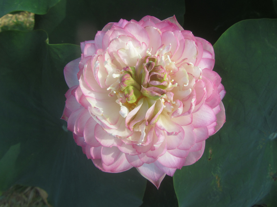 Pale Red Thousands Petals