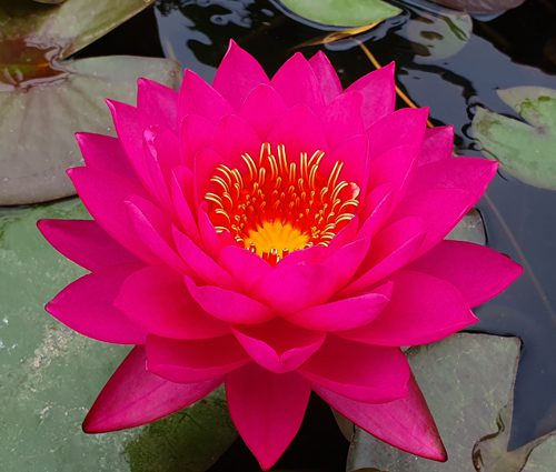 Nymphea ‘Razzberry’