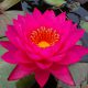 Nymphea ‘Razzberry’
