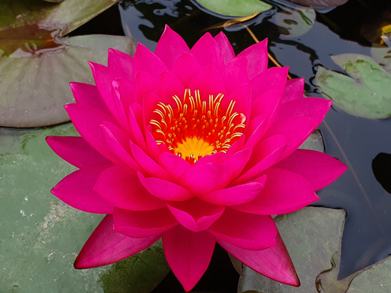 Nymphea ‘Razzberry’