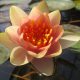 Chrysantha