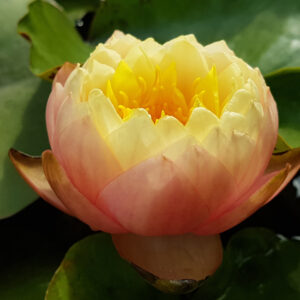 Nymphaea 'Golden Goblet' (Mike Giles)