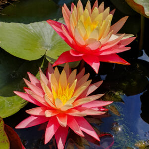 Gregg's Orange Beauty