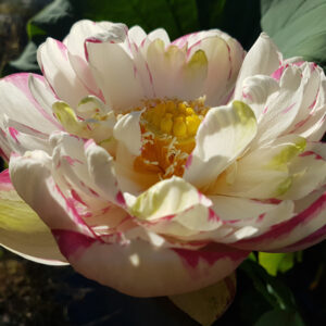 Nelumbo 'Dasajin' (Large Versicolor)
