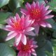 Ruby Star
