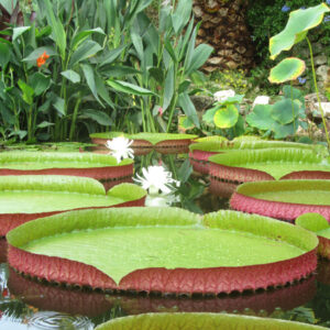 Victoria Longwood Hybrid