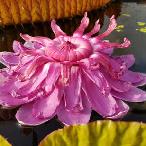 Victoria amazonica (vente en conteneur)