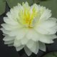 White 100 petals