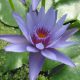Blue Capensis