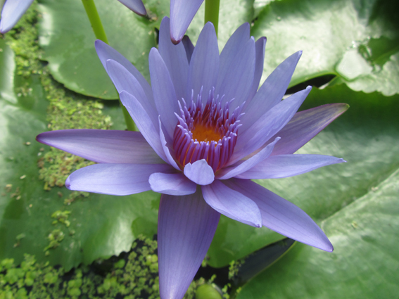 Blue Capensis