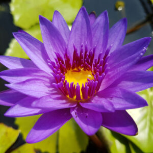 Director George T Moore