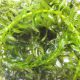 Elodea