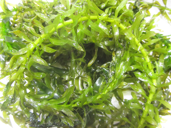 Elodea