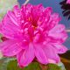 Fuschia Pompom