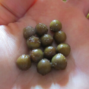 Graines Victoria 'Adventure' F1