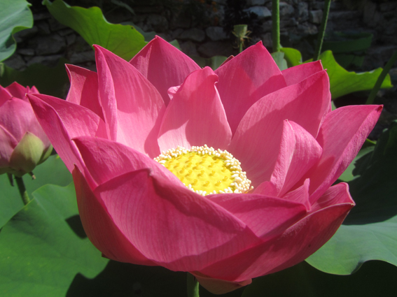 Grand Lotus vente rhizome mars/avril