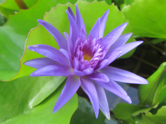 Acheter les produits Lotus Bleu - NYMPHAEA CAERULEA