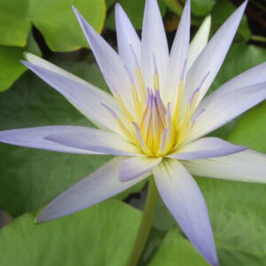 Nymphea Caerulea