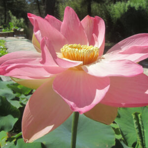 Patricia Garret-1er jour