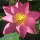 Pekinensis Rubra