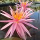 Perry's Cactus Pink
